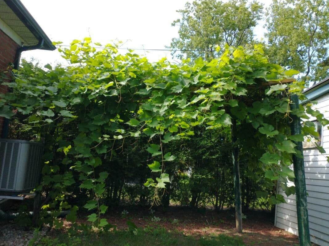 Duft-Weinrebe mit schwarzen Beeren