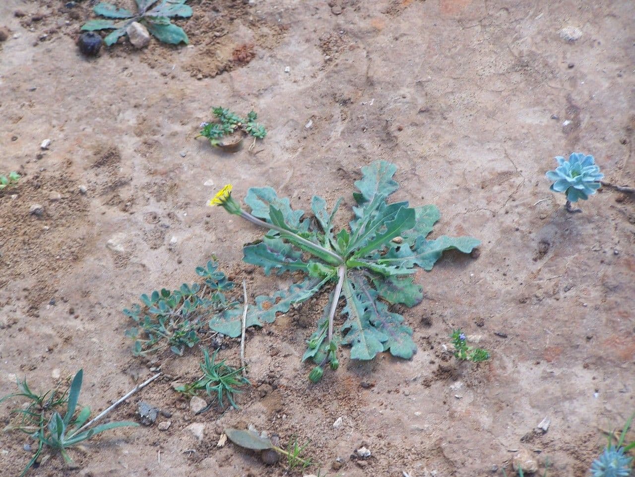 Hedypnois rhagadioloides yellow flowers