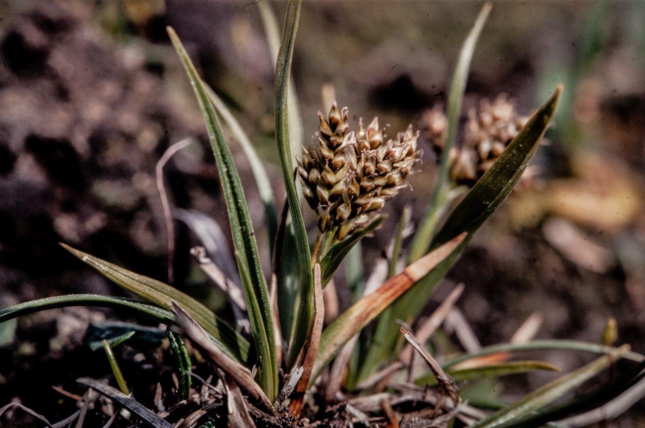Carex norvegica in natuurlijke omgeving, met fijne groene bladeren in bosrand