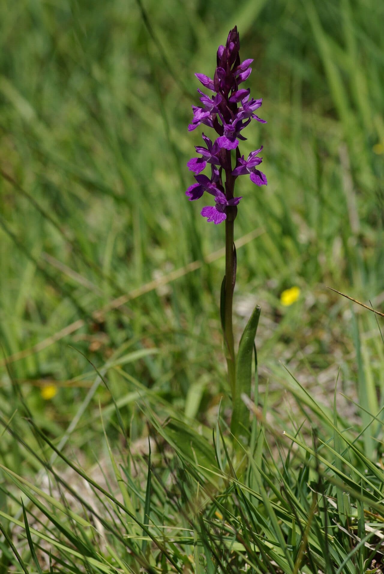 Stately Dactylorhiza with purple flowers in natural habitat