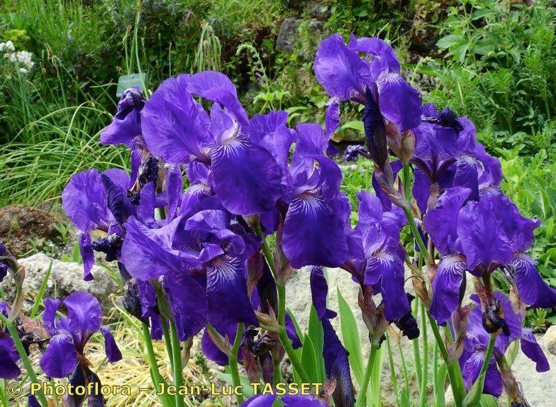 Nacktstängel-Schwertlilie mit violetten Blüten und kahlen Stielen in einem sonnigen, steinigen Beet