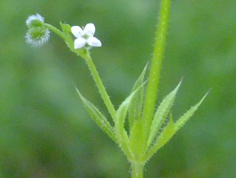 Gaillet fangeux en milieu marécageux avec de petites fleurs jaunâtres