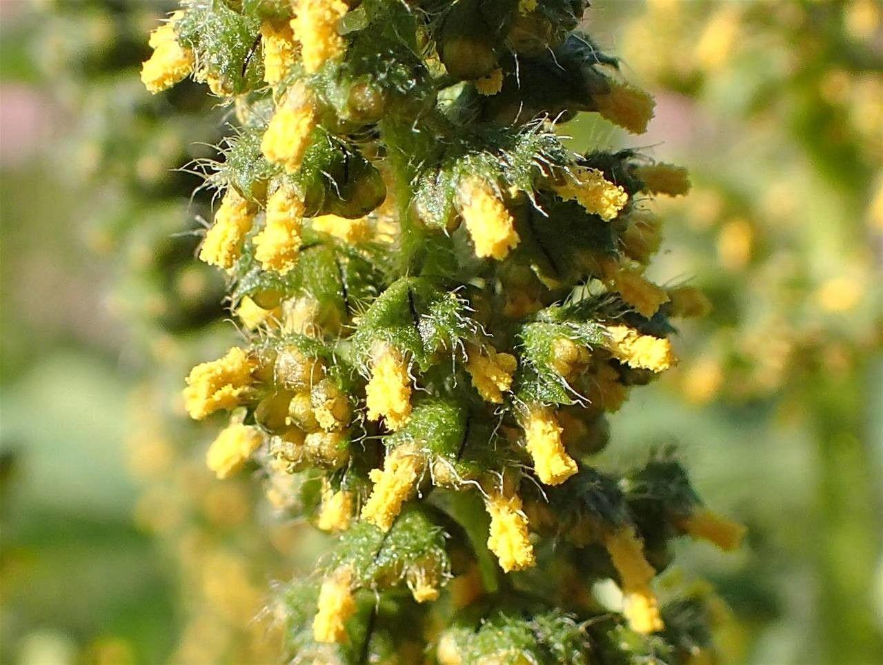 Hohe, grobe Pflanze mit dreilappigen Blättern und purpurfarbener Blütenstängel in voller Entwicklung auf einer sonnigen Wiese