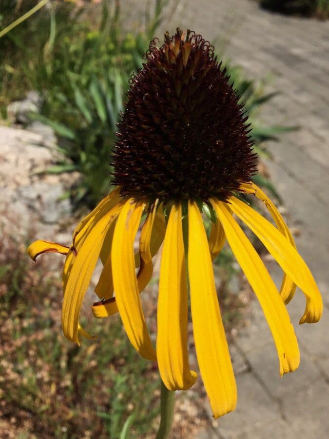 Yellow coneflower with yellow rays and red center