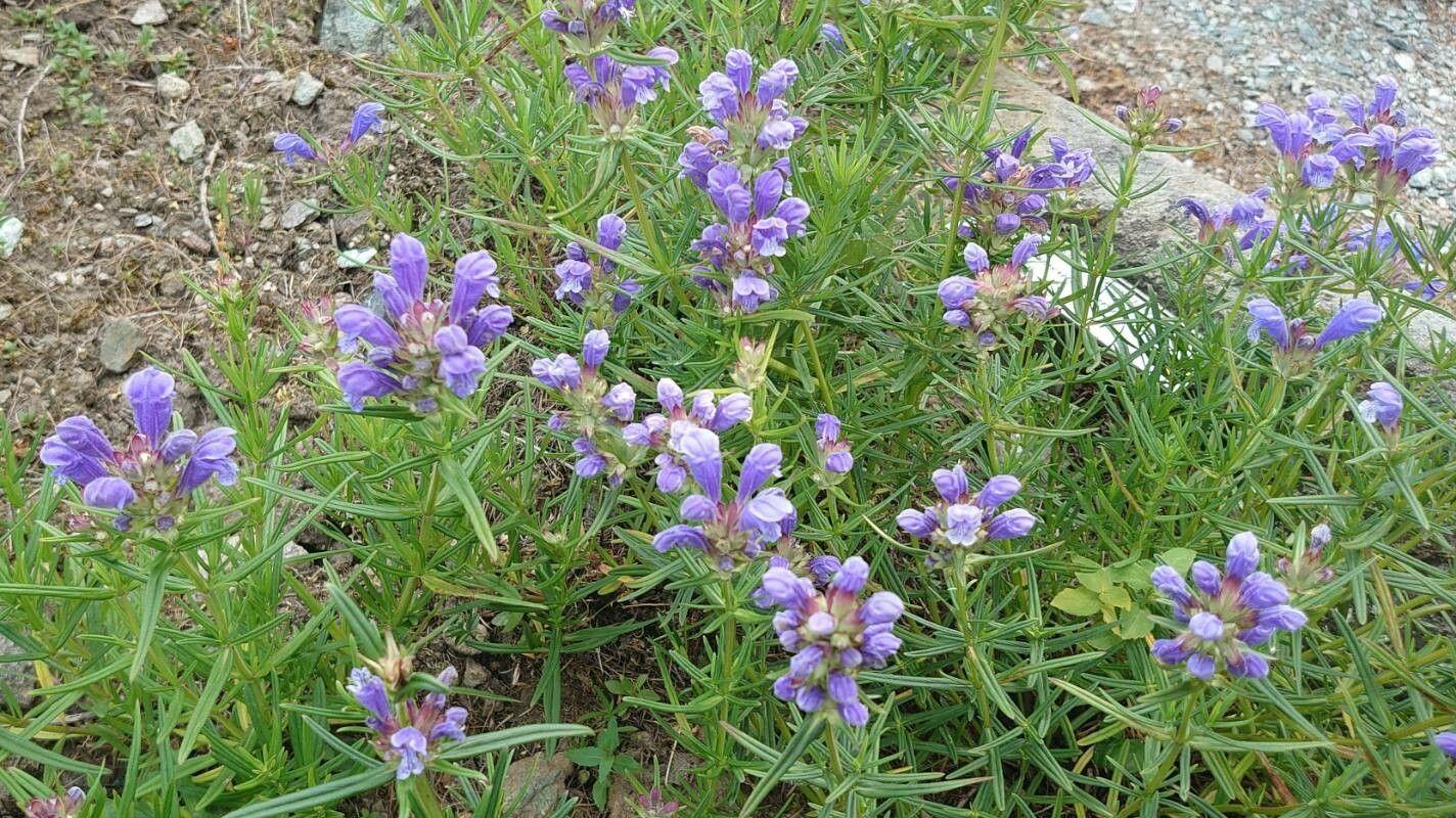 Drakblomma in full bloom with vivid blue flowers in a summer border setting
