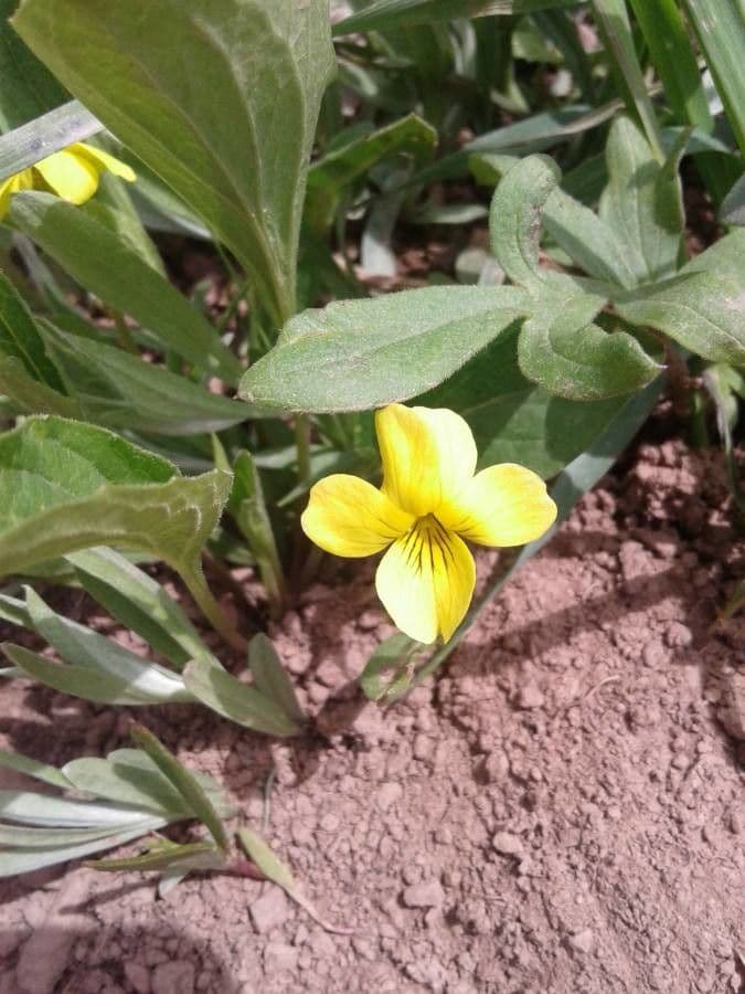 Tweekleurige gele bloemen en grijsgroene bladeren van het bergviooltje Viola purpurea in een rotstuin
