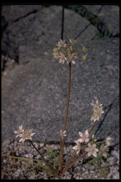 Allium hyalinum plant with pink flowers