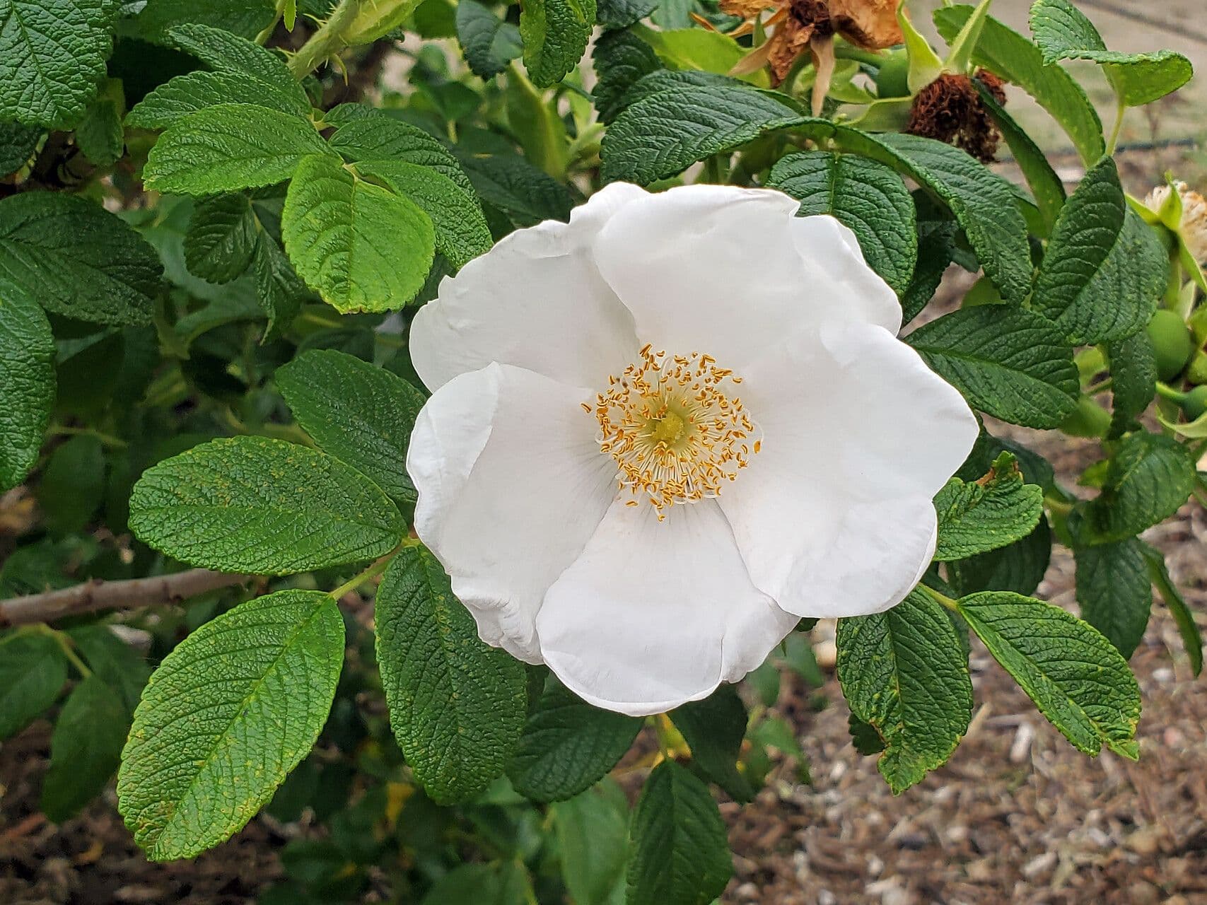 Witte bloemen van Rosa laevigata, de Cherokee roos