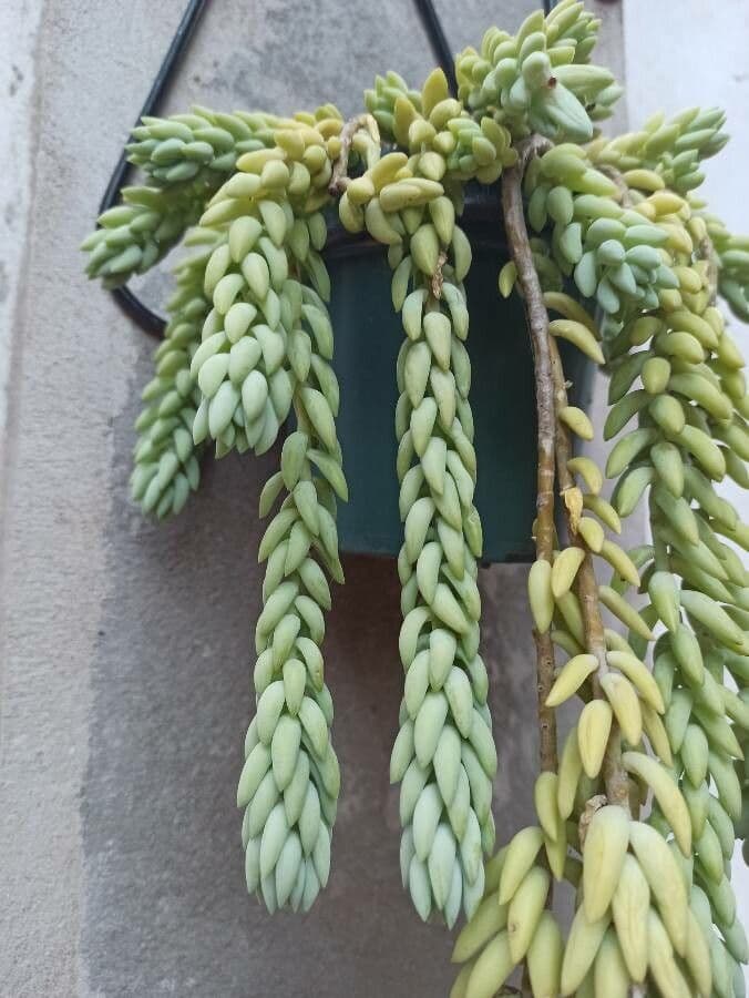Sedum morganianum burros tail with long green trailing stems