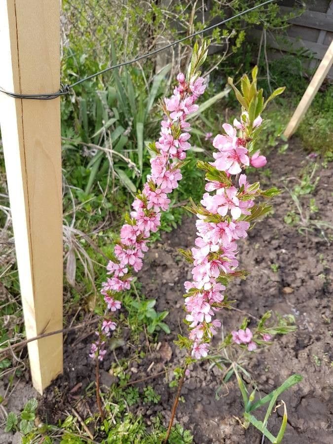 Zwergmandel (Prunus tenella) mit rosa Bluten