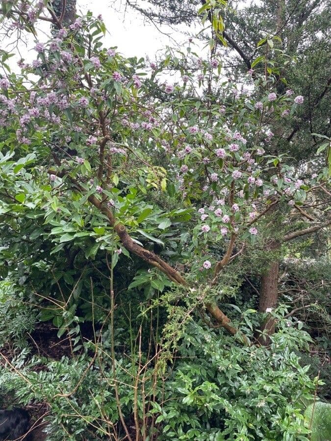 Duftender Seidelbast mit rosa und weiBen Bluten