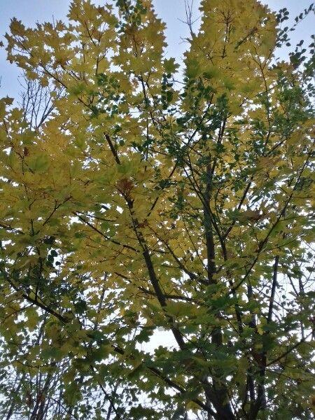 Spitzahorn im Herbst mit breiter Krone und goldgelben Blättern
