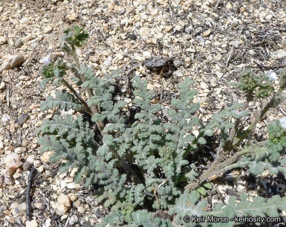 Phacelia affinis mit violett-blauen Sckorpionschwanzbluten auf Kalksteimboden