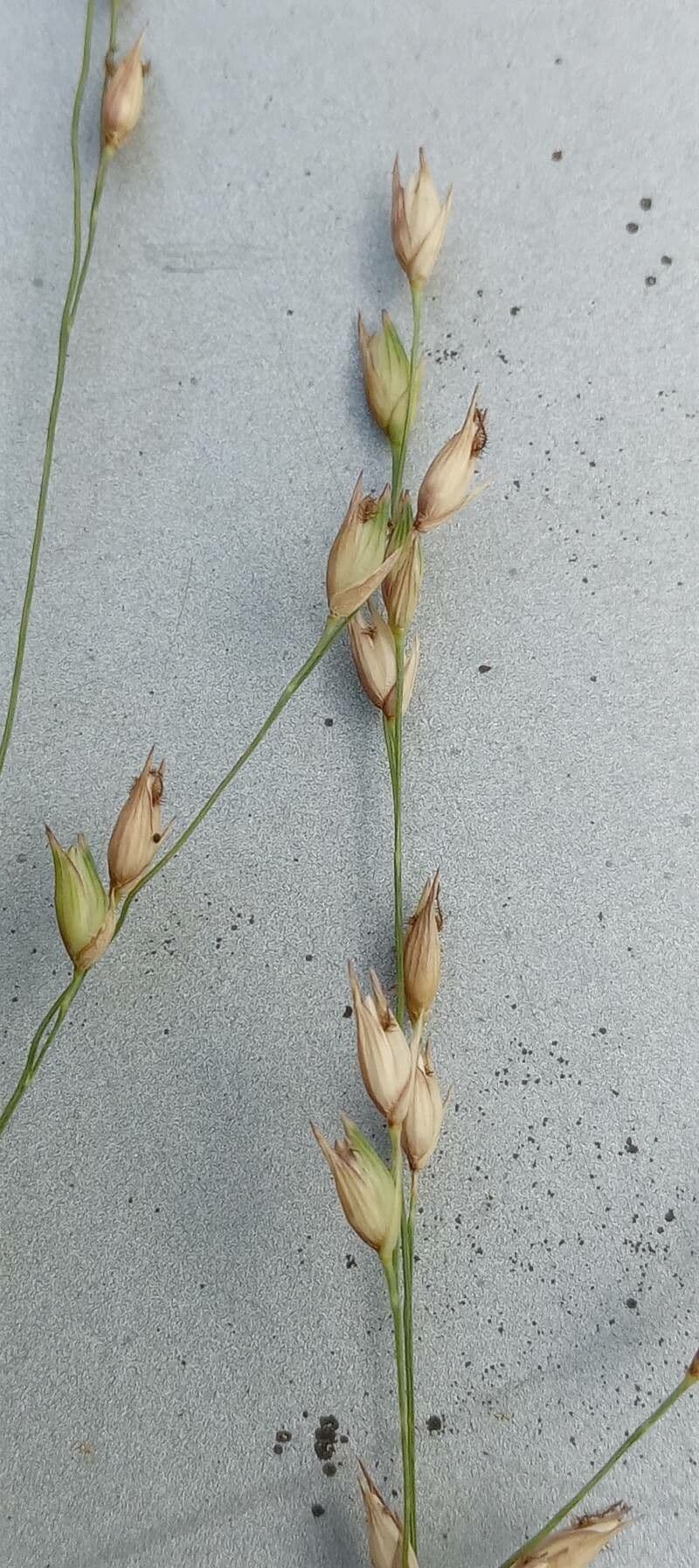 Switchgrass panicles and foliage detail
