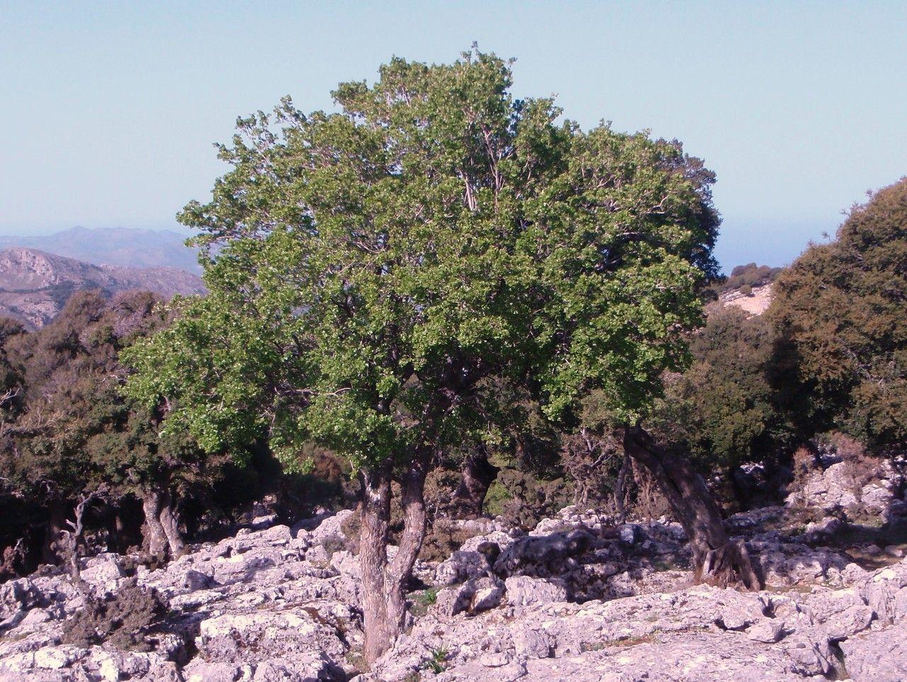 Kreta-Ahorn in felsiger Umgebung mit filigraner Krone und hellgrünen, handförmigen Blättern
