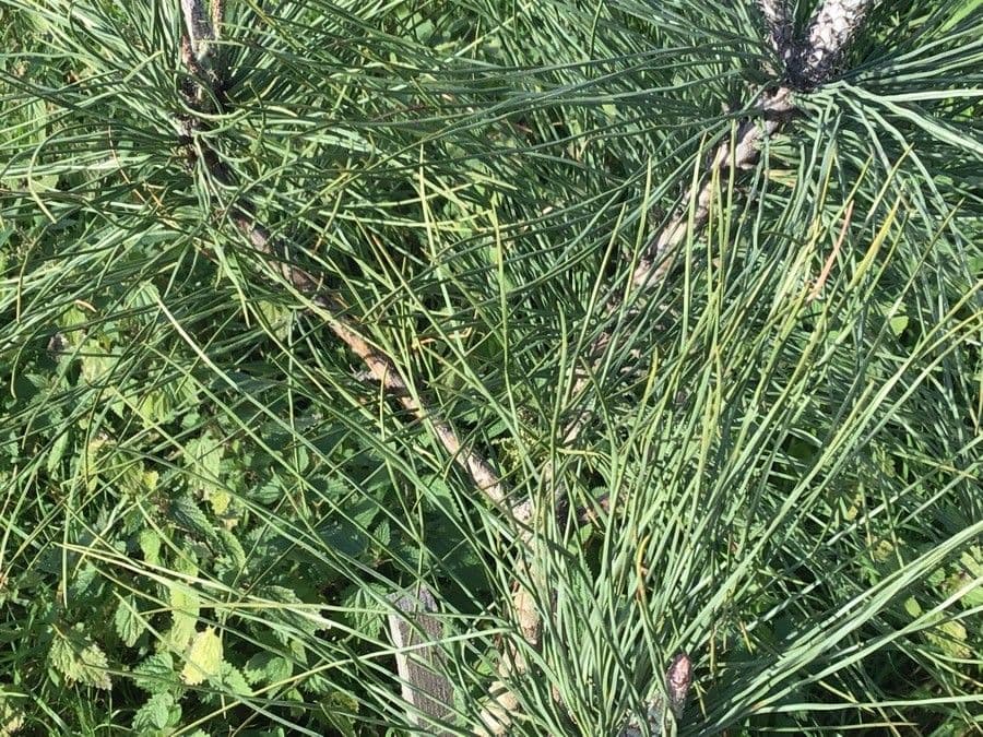 Torrey-Kiefer (Pinus torreyana) mit charakteristischen langen Nadeln