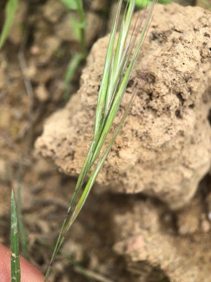 Longs epis plumeux de l'herbe Vulpie membraneuse