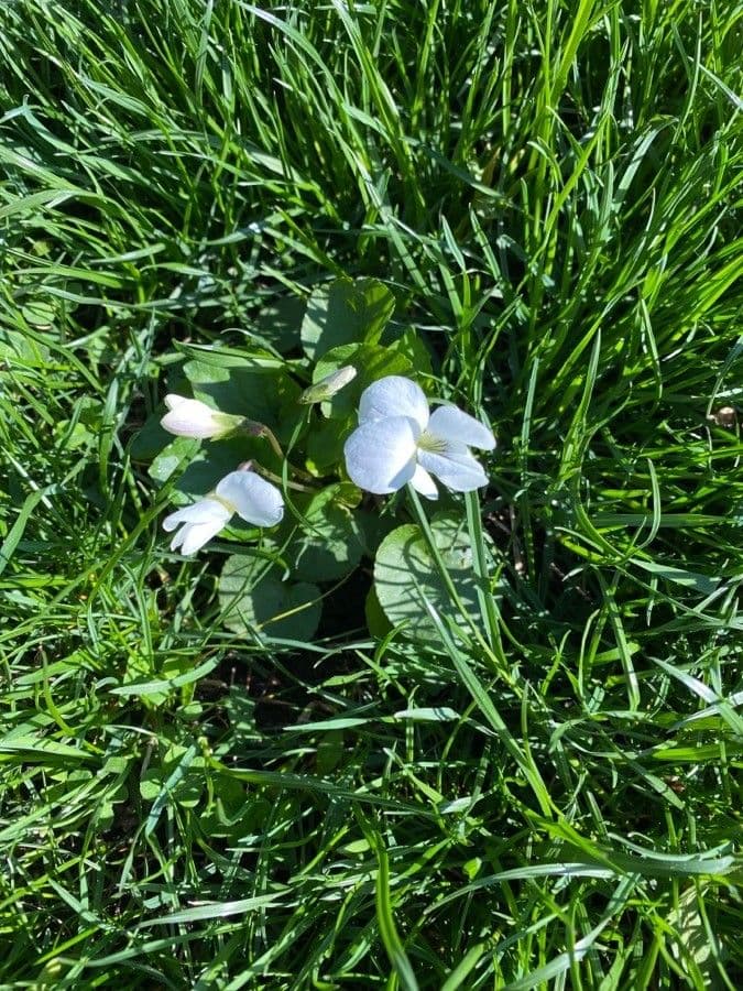 Cremeweisse, gestreifte Bluete von Viola striata