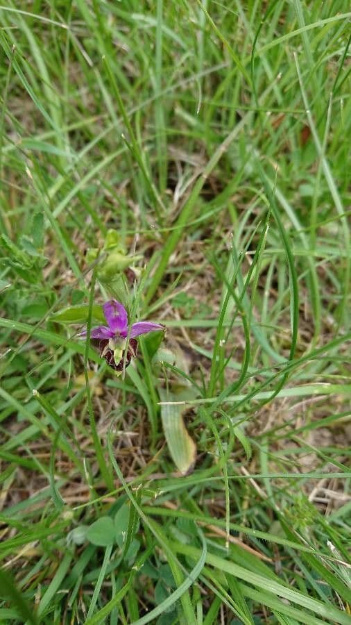 Braune Blüten von Ophrys fuciflora (Hummel-Ragwurz) imitieren Insekten