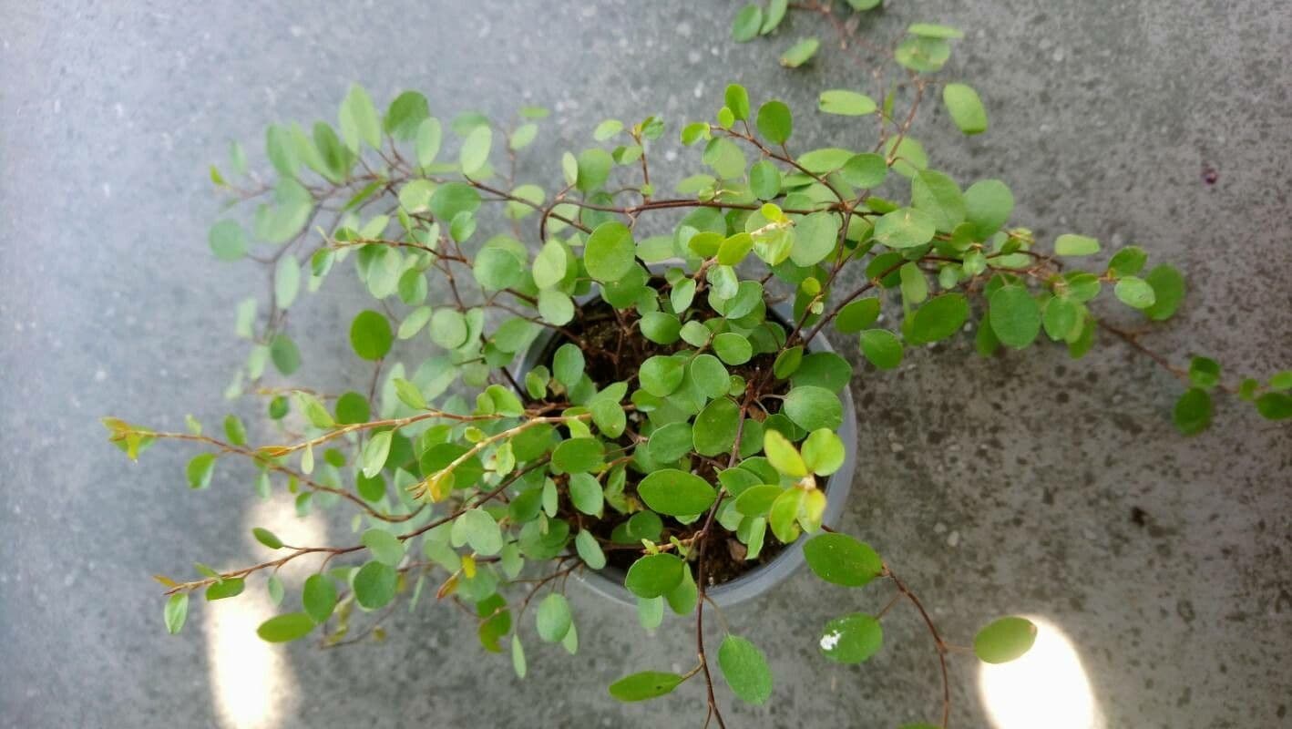 Muehlenbeckia complexa avec son feuillage fin et sa structure ramifiee