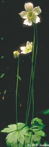 Anemone virginiana thimbleweed pure white flowers