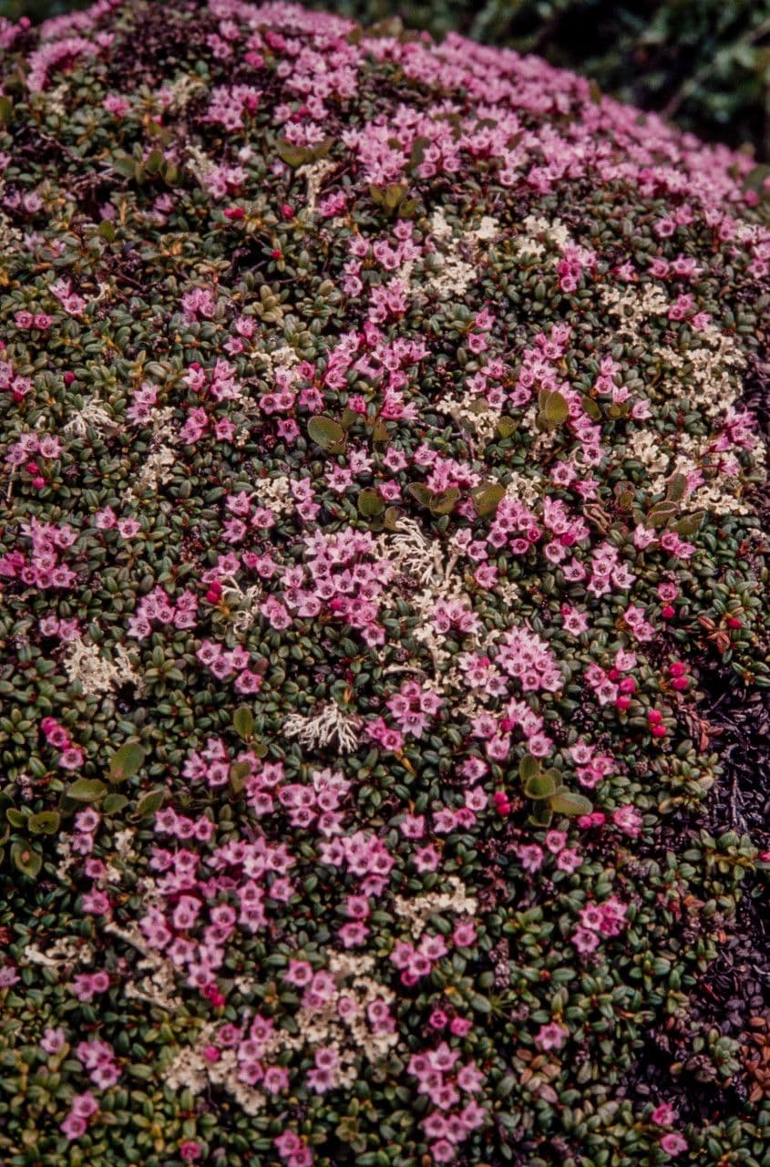 Kalmia procumbens mit kleinen purpurroten Bluten am Berg