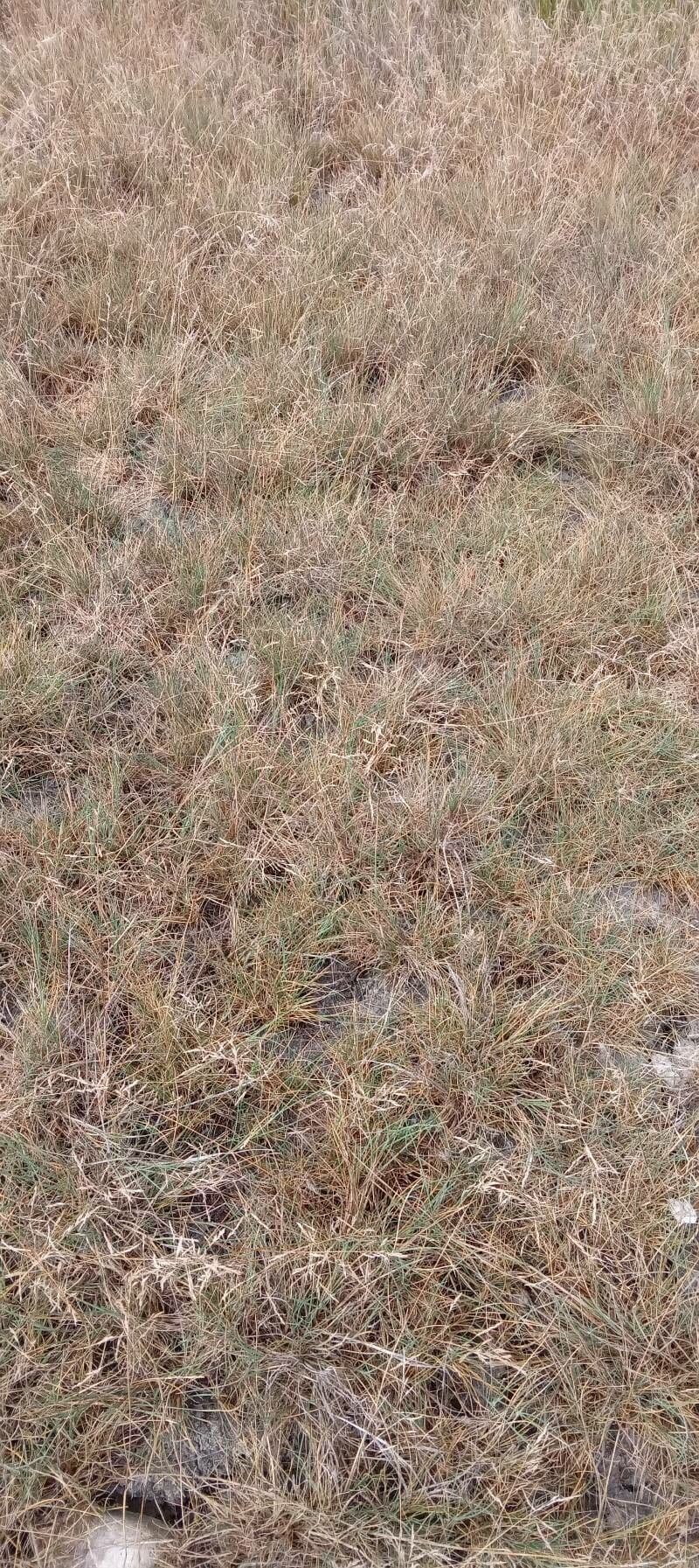 European alkali grass with fine culms and delicate flower panicles