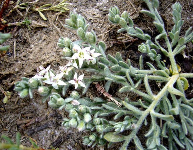 Cressa truxillensis mit silbergrauem Laub und weissen Blueten auf alkalischem Boden