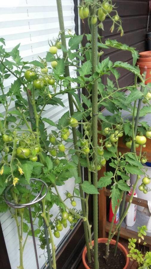 Reife rote Tomaten an der Pflanze in einem sonnigen Garten