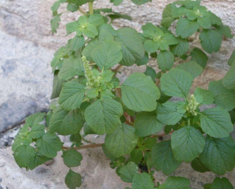 Amarante livide (Amaranthus blitum) en pleine floraison dans un jardin ensoleillé et naturel