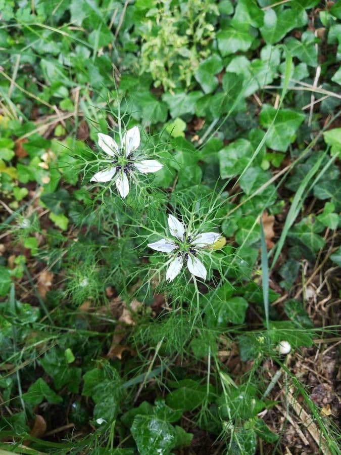 Nigella sativa blurt mit blauen Bluten und feinem Laub