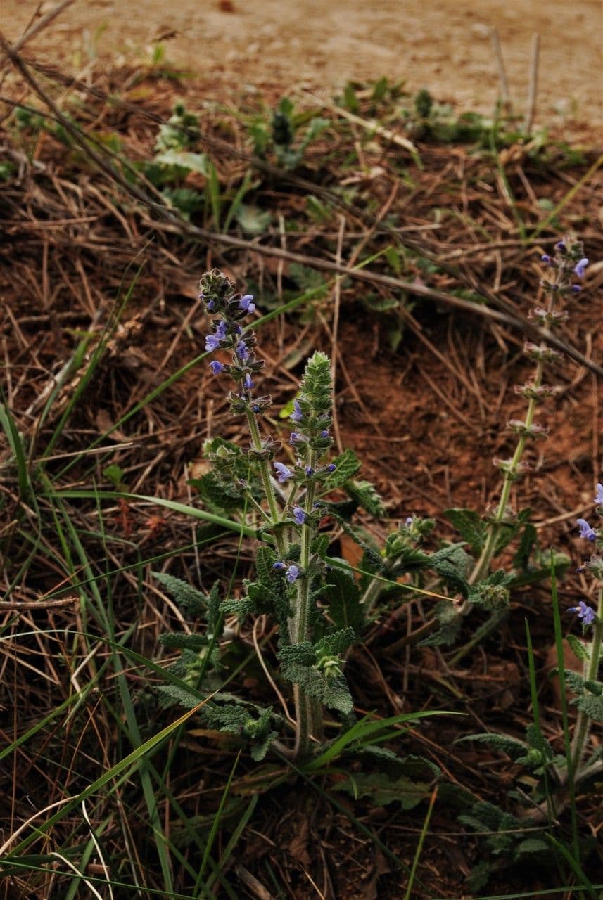 Purple flower spikes of woodland sage in full bloom