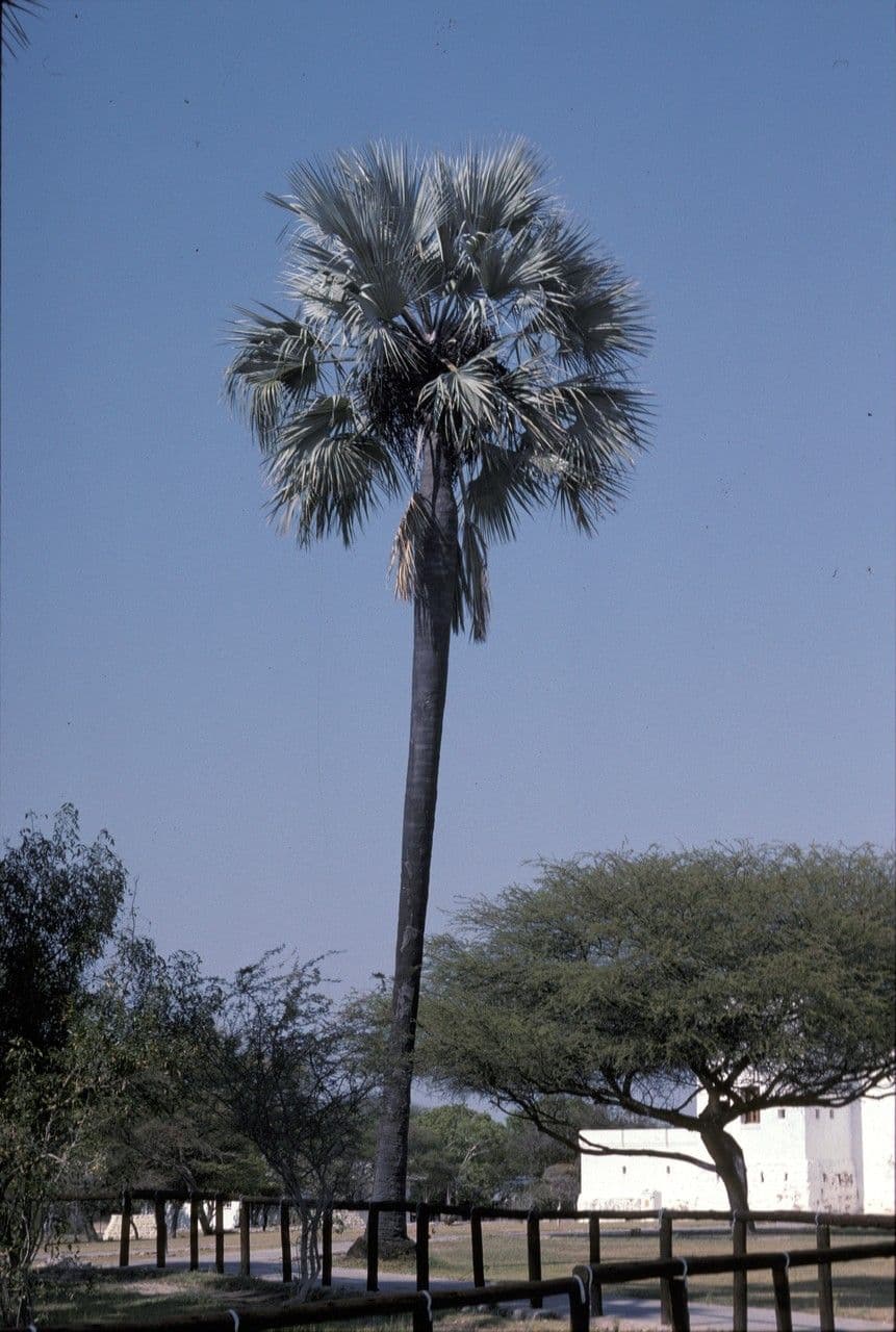 Hyphaene petersiana palm fronds with distinctive form