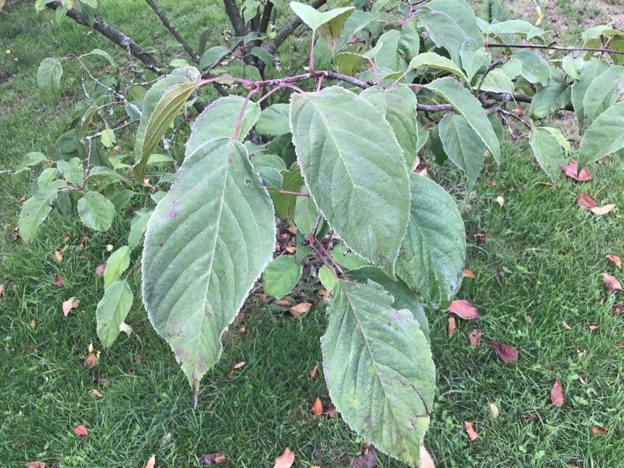 Malus prattii Pratt-appel met kleine rode vruchten