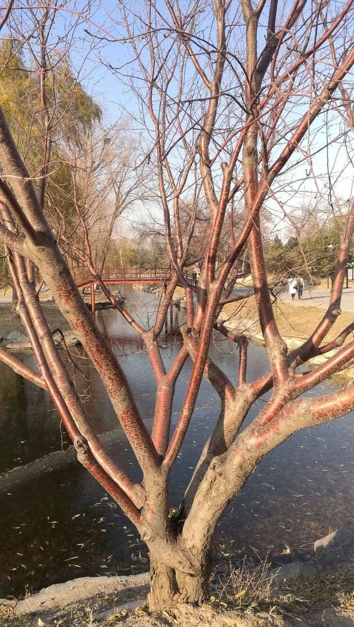 Prunus davidiana avec ses fleurs rose poudre en debut de printemps