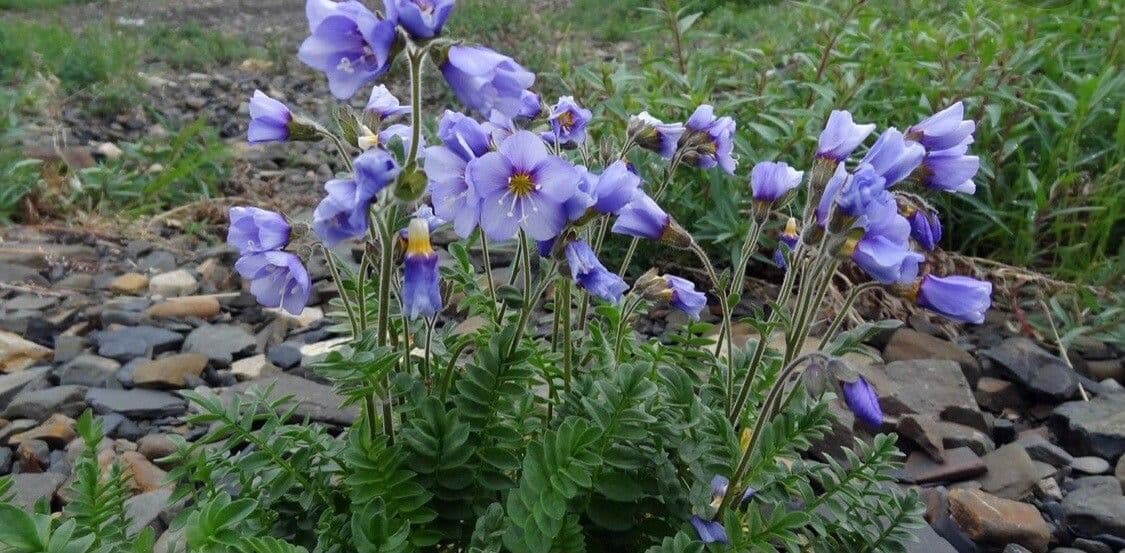 Nordliches Sperrkraut mit blauen Bluten in alpiner Umgebung