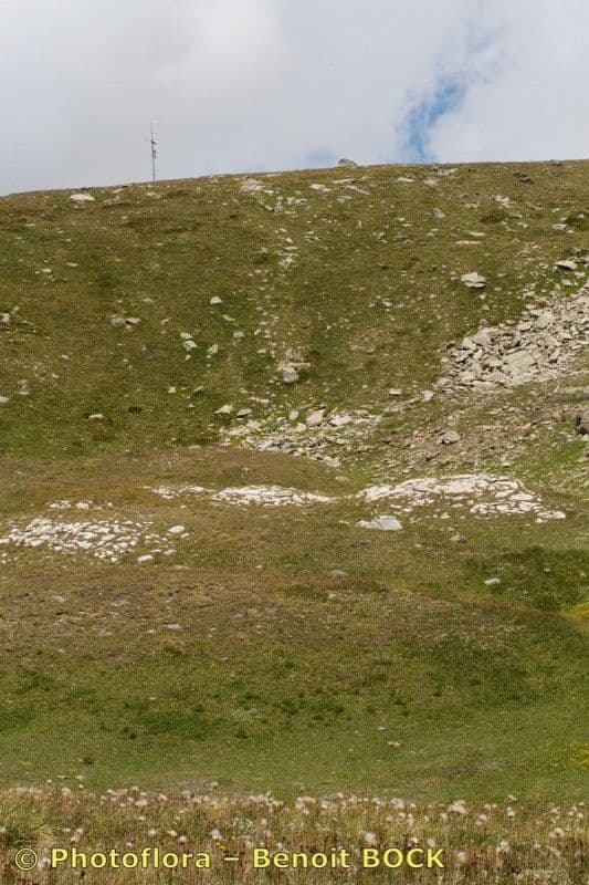 Felsen-Segge mit charakteristisch gewelltem, feinem Blattwerk