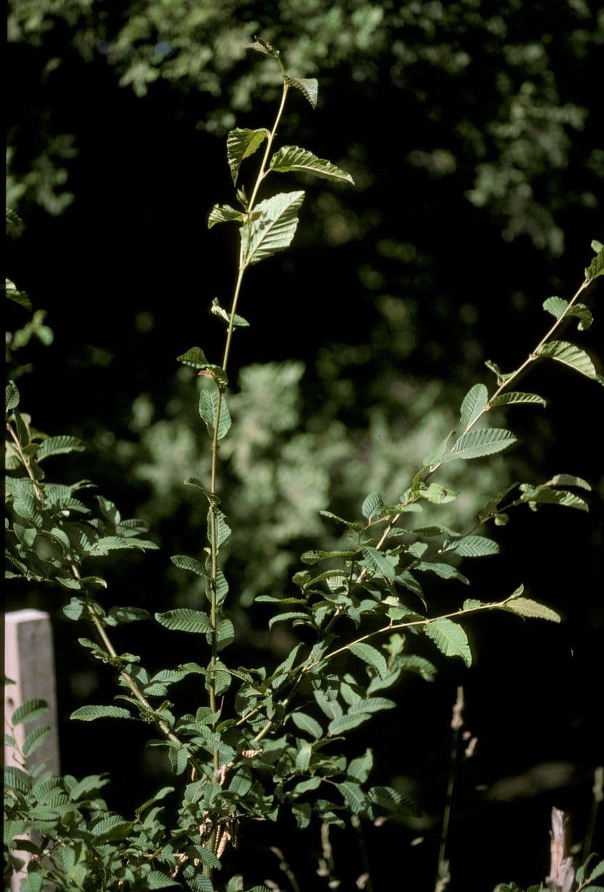 Branche de hetre rauli avec feuillage luxuriant