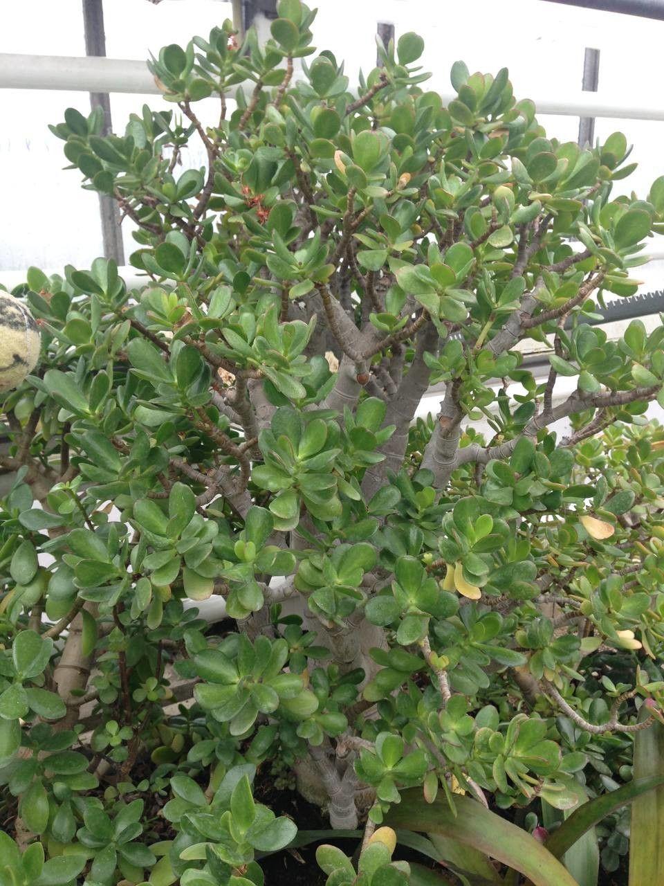 Jade plant (Crassula ovata) in a terracotta pot on a sunny windowsill with natural light