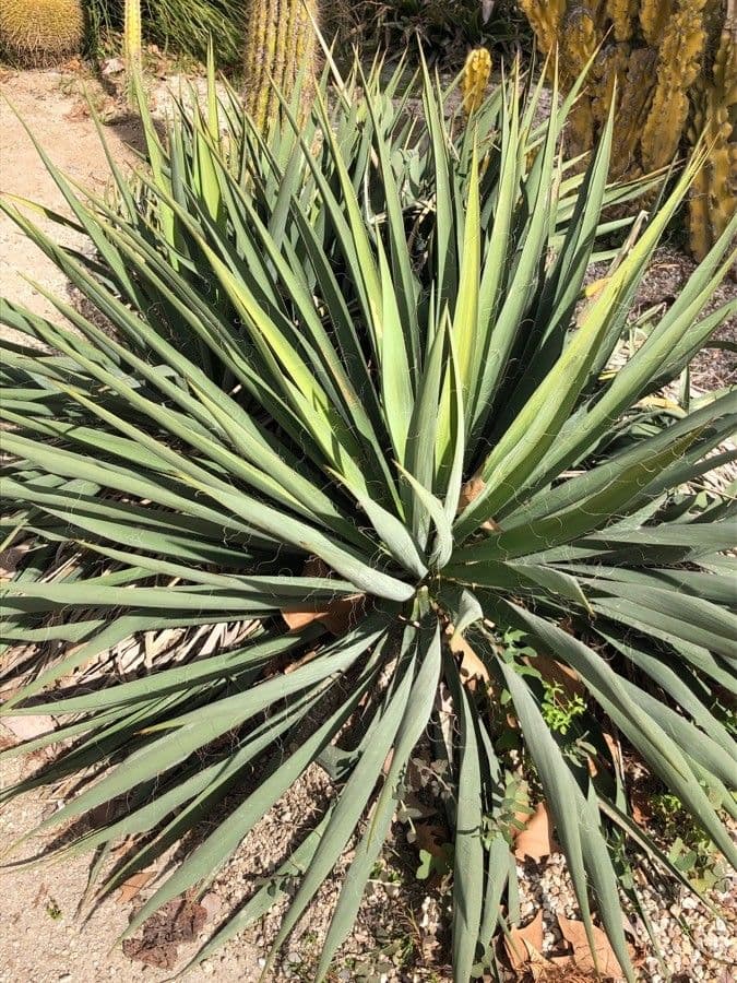 Hesperoyucca whipplei avec sa rosette de feuilles piquantes et sa haute hampe florale dans le chaparral californien