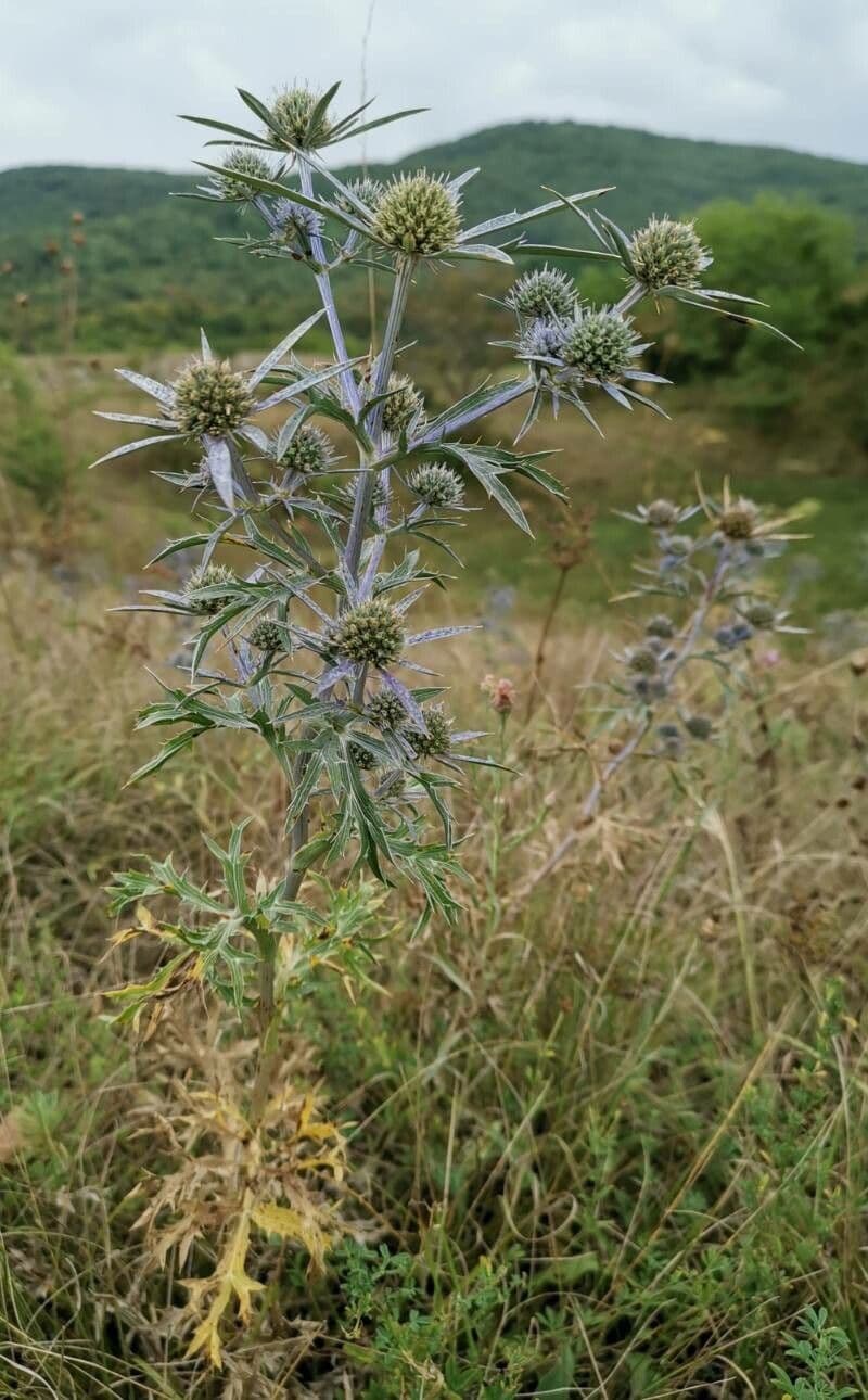 Violette metallische Blüten des Amethyst-Mannstreu