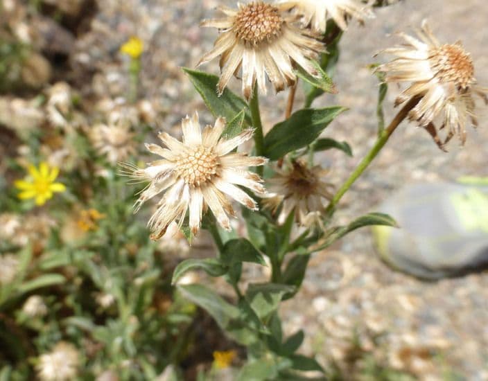 Heterotheca villosa met goudgele stervormige bloemen op de prairie