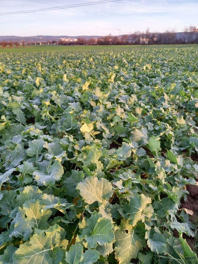 Leuchtend gelbe Rapsfelder in voller Blüte im Frühling