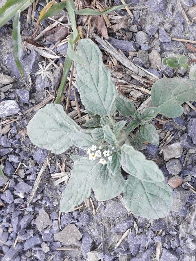 Europäische Sonnenwende mit kleinen weißen Blüten