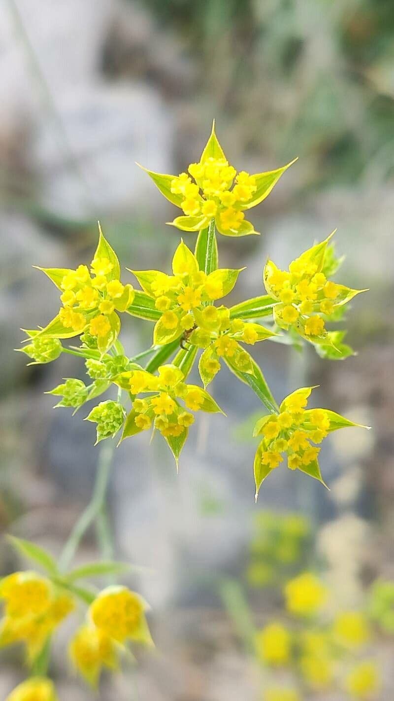 Bupleurum baldense oreille de lievre avec grappes de fleurs jaunes fines