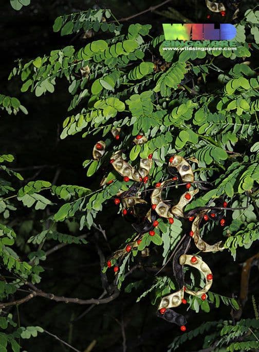 Graceful feathery leaves of coralwood with delicate yellow flower clusters and ornamental seedpods