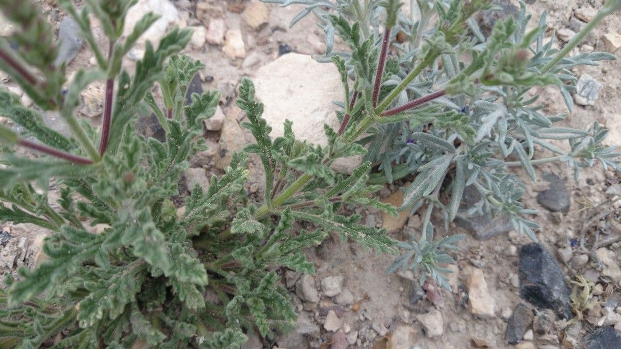 Verbena canescens avec feuillage gris-vert et fleurs violettes-roses en plein soleil