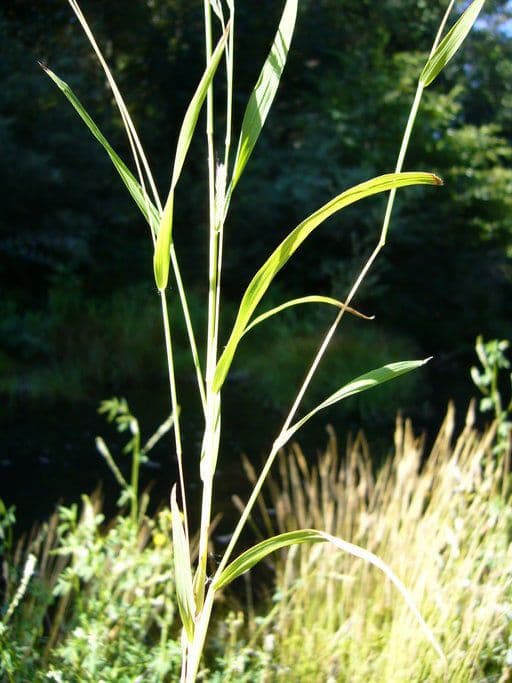 Herbe Muhlenbergie du Mexique en floraison complote avec epis floraux delicats