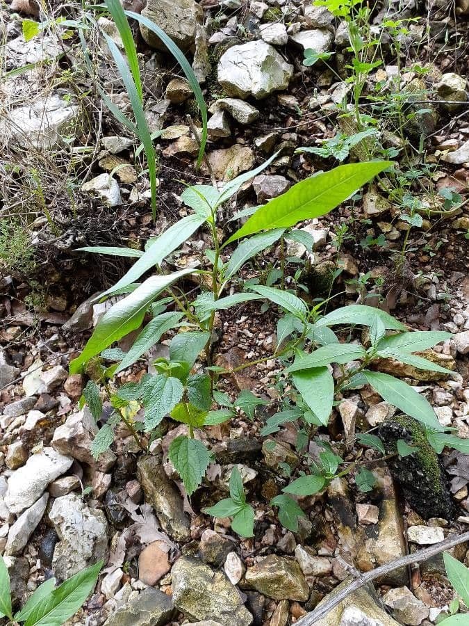 Boehmeria cylindrica met gegroefde groene bladeren langs een vochtige oever