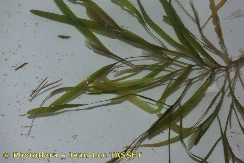 Blunt-leaved Pondweed in clear water